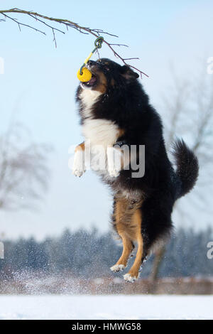 Hund im Schnee für einen Ball hängen an einem Seitenarm springen Stockfoto