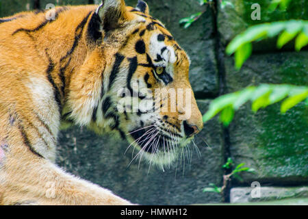 Ein walking sibirische Tiger (Panthera Tigris Altacia) close-up portrait Stockfoto