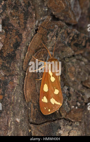 Hofdame, Hyphoraia Aulica, Brown Tiger Moth, edlen Tiger, Ecaille Noble, Petite Ecaille Brune, Bärenspinner, Arctiidae Arctiinae, Erebid Motten, Erebi Stockfoto