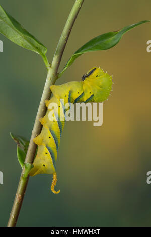 Totenkopfschwärmer, Totenkopf-Schwärmer, Raupe Frisst ein ausschlagfähige Acherontia Atropos, Totenkopf Hawk-Moth, Caterpillar, Le Sphinx Tête de Mort, Sc Stockfoto