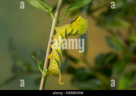 Totenkopfschwärmer, Totenkopf-Schwärmer, Raupe Frisst ein ausschlagfähige Acherontia Atropos, Totenkopf Hawk-Moth, Caterpillar, Le Sphinx Tête de Mort, Sc Stockfoto