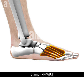 Metatarsal Knochen - Anatomie-männlich - Studio Foto isoliert auf weiss Stockfoto