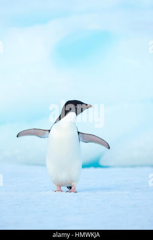 Adelie Penguin Pygoscelis Adeliae, Erwachsene, Flügel-stretching auf Eisberg, Booth Island, antarktische Halbinsel im Januar. Stockfoto