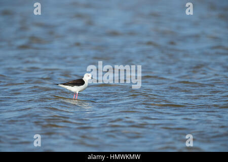 Stelzenläufer Himantopus Himantopus, erwachsenes Weibchen, waten im seichten Lagune, La Palme, Aude, Frankreich im Mai. Stockfoto