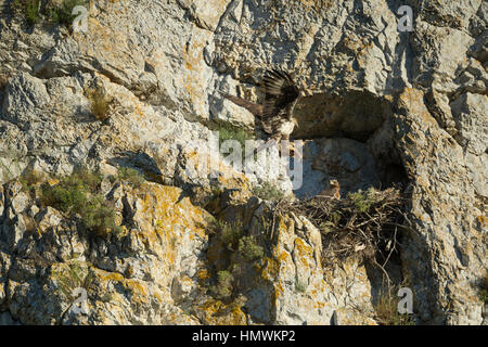 Habichtsadler Aquila Fasciata, Erwachsene männliche Küken am Cliff-Nest in der Nähe von Béziers, Hérault, Frankreich im Juni Essen bringen. Stockfoto