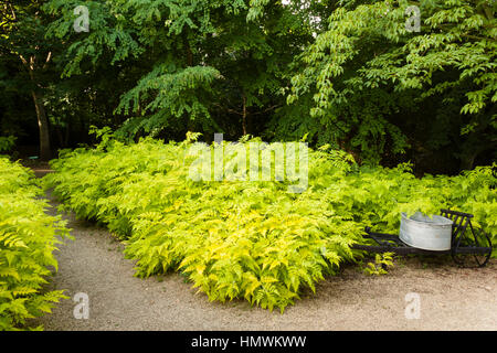 weißen Stängel Bramble 'Goldenvale', Rubus Cockburnianus 'Goldenvale', Gärten des Pays d ' Auge, Normandie, Frankreich Stockfoto