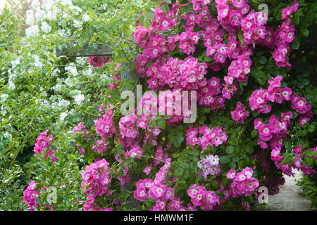 Rose "Amerikanischen Säule", Rosa "Amerikanischen Säule", Gärten des Pays d ' Auge, Normandie, Frankreich Stockfoto