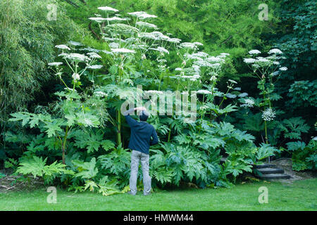 Riesenbärenklau. Jardins du pays d ' Auge, Normandie, Frankreich Stockfoto