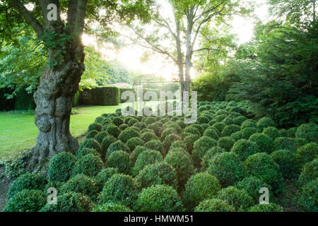 Wellenbewegungen des gemeinsamen Boxen (Buxus Sempervirens), Gärten der Pays d ' Auge, Normandie, Frankreich Stockfoto