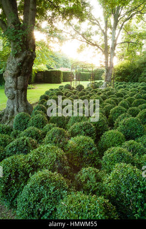 Wellenbewegungen des gemeinsamen Boxen (Buxus Sempervirens), Gärten der Pays d ' Auge, Normandie, Frankreich Stockfoto