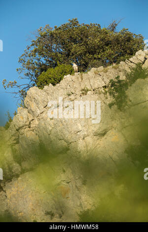 Habichtsadler Aquila Fasciata, erwachsenen männlichen, thront auf Felsen, in der Nähe von Béziers, Hérault, Frankreich im Juni. Stockfoto