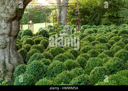 Wellenbewegungen des gemeinsamen Boxen (Buxus Sempervirens), Gärten der Pays d ' Auge, Normandie, Frankreich Stockfoto