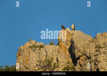 Habichtsadler Aquila Fasciata, Erwachsene weibliche & juvenile, thront auf Felsen gegen blauen Himmel, in der Nähe von Béziers, Hérault, Frankreich im Juni. Stockfoto