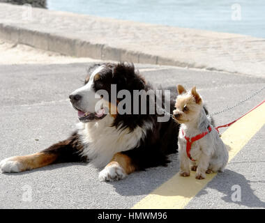 Große und kleine Hunde an der Leine sitzen auf der Straße. Stockfoto