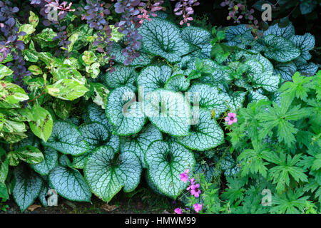 Brunnera Macrophylla 'Jack Frost', Persicaria Virginiana "Maler-Palette", Geranie, Berberis Thunbergii 'Atropurpurea'. Gärten du Pays d ' Auge, Fr Stockfoto