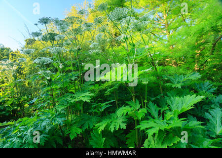 Bärenklau, Heracleum Mantegazzianum in einem Garten, Normandie, Frankreich. Stockfoto