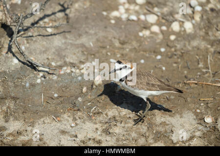 Seeregenpfeifer Charadrius Alexandrinus, Männchen, stehend am schlammigen Ufer, La Palme, Aude, Frankreich im Juni. Stockfoto