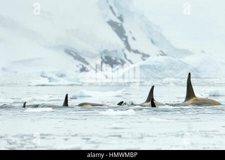 Großer Schwertwal Orcinus Orca, Pod, Schwimmen unter den Eisschollen, Neko Harbour, der Antarktis im Januar. Stockfoto