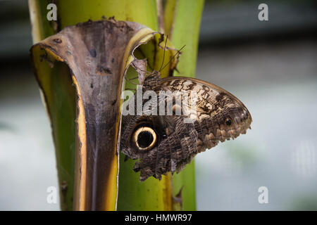 Ein Wald Riesen Eule Schmetterling sitzt auf einem Blatt Stockfoto