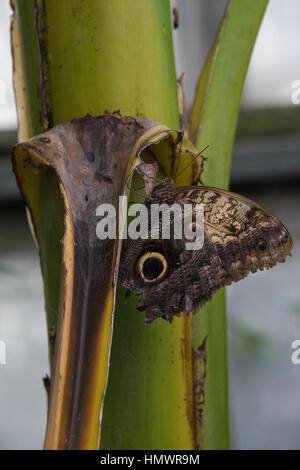 Giant Forest Eule Schmetterling (Caligo Eurilochus) auf einem Blatt in ein Haus in einem zoo Stockfoto