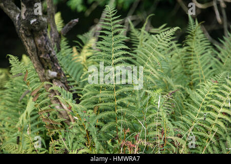 Farne im Wald in England Stockfoto