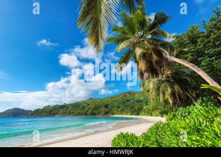 Tropischer Strand Stockfoto