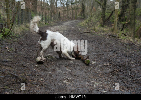 Ein English Springer Spaniel spielen mit einem Stock auf einen Spaziergang im Wald im Vereinigten Königreich Stockfoto