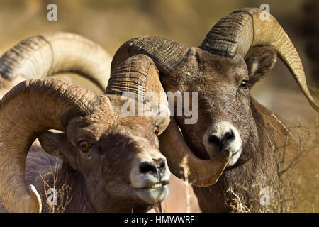 Zwei BigHorn Schafe Rams (Ovis Canadensis) dicht beieinander in Green River, Utah, USA, Nordamerika Stockfoto