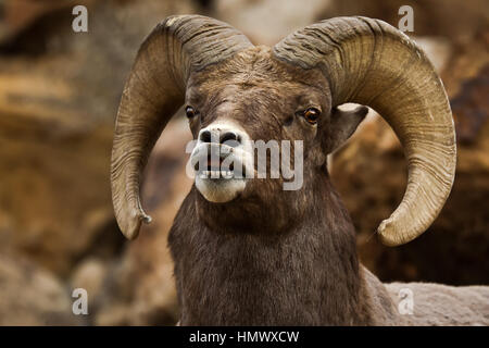 Nahaufnahme des BigHorn Schafe Gesicht Hörner (Ovis Canadensis) in Green River, Utah, USA, Nordamerika Stockfoto