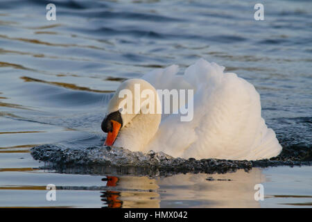 Cob (männlich) Mute swan (Cygnus olor) Stockfoto