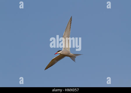 Flussseeschwalbe (Sterna hirundo) im Flug Stockfoto