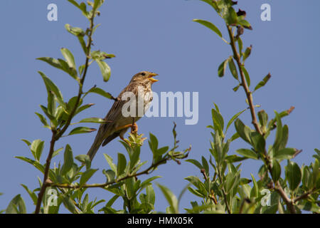 Grauammer (Emberiza Calandra) Stockfoto