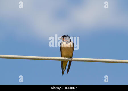 Hirundo rustica ist die am weitesten verbreitete Schwalbenart der Welt Stockfoto