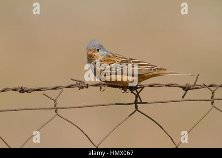 Cretzschmar's Bunting (Emberiza caesia) Stockfoto