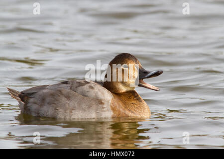 Gemeinsame pochard (Aythya ferina) Schwimmen Stockfoto