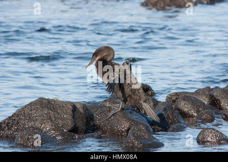 Flugunfähigen Kormoran (Phalacrocorax harrisi), auch bekannt als die Galapagos Kormoran auf Felsen thront Stockfoto