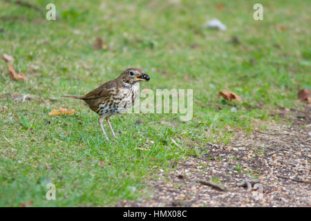 Singdrossel (Turdus Philomelos) Fütterung Stockfoto