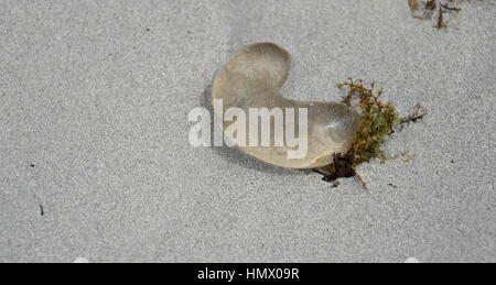 Durch Quallen in den Sand zu sehen. Eine kleine transparente Quallen aus Wasser auf groben bunten Sand Strand bei strahlendem Sonnenschein hautnah Stockfoto