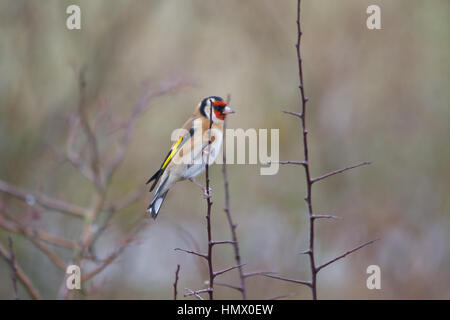 Europäische stieglitz oder Stieglitz (Carduelis carduelis) Stockfoto