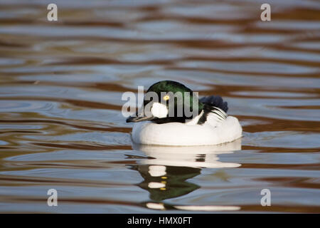 Männlich (Drake) Schellente (Bucephala clangula) Schwimmen Stockfoto