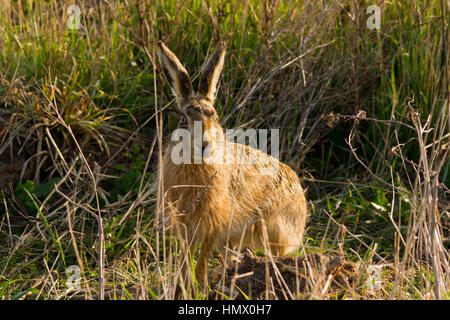 Feldhase (Lepus Europaeus), auch bekannt als der Hase braun Stockfoto