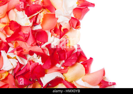 Rosa und rote Rosenblüten auf weißem Hintergrund Stockfoto