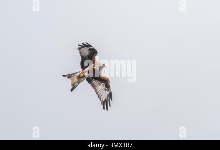 Rotmilan, Milvus Milvus, fliegen bei Bwlch Nant yr Arian, Ceredigion Stockfoto