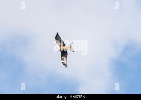 Rotmilan, Milvus Milvus, fliegen bei Bwlch Nant yr Arian, Ceredigion Stockfoto