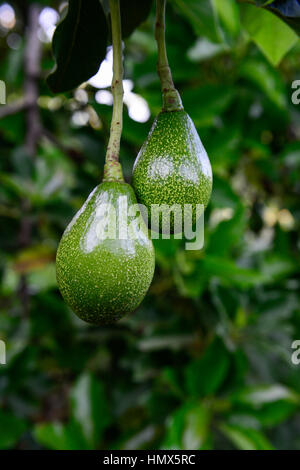 Kenia, grüne Frucht der Avocado-Baum / KENIA, Gruene Frucht des Avocado-Baum Stockfoto