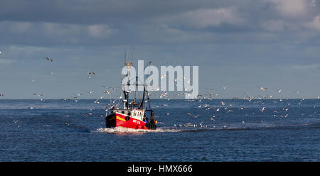 Kleinen Montrose fischender Trawler wieder mit Morgen Fang umgeben von Möwen Stockfoto