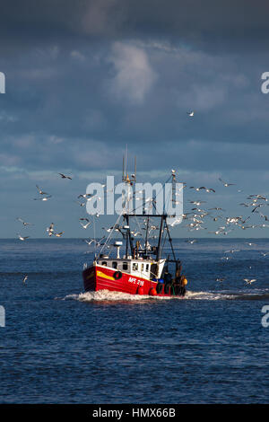 Kleinen Montrose fischender Trawler wieder mit Morgen Fang umgeben von Möwen Stockfoto