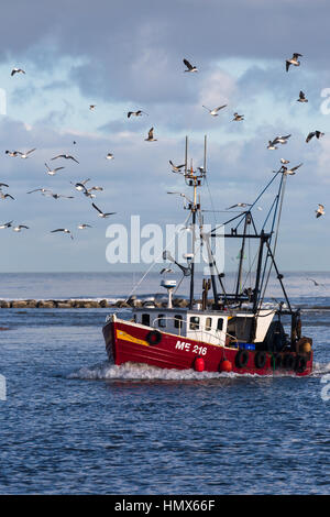 Kleinen Montrose fischender Trawler wieder mit Morgen Fang umgeben von Möwen Stockfoto