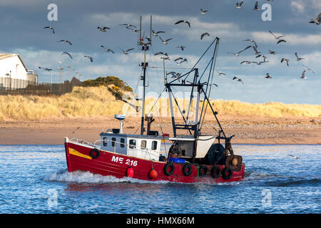 Kleinen Montrose fischender Trawler wieder mit Morgen Fang umgeben von Möwen Stockfoto