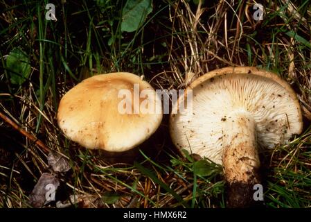 Zwei Beispiele für St George Pilz (Calocybe Gambosa), Tricholomataceae. Stockfoto